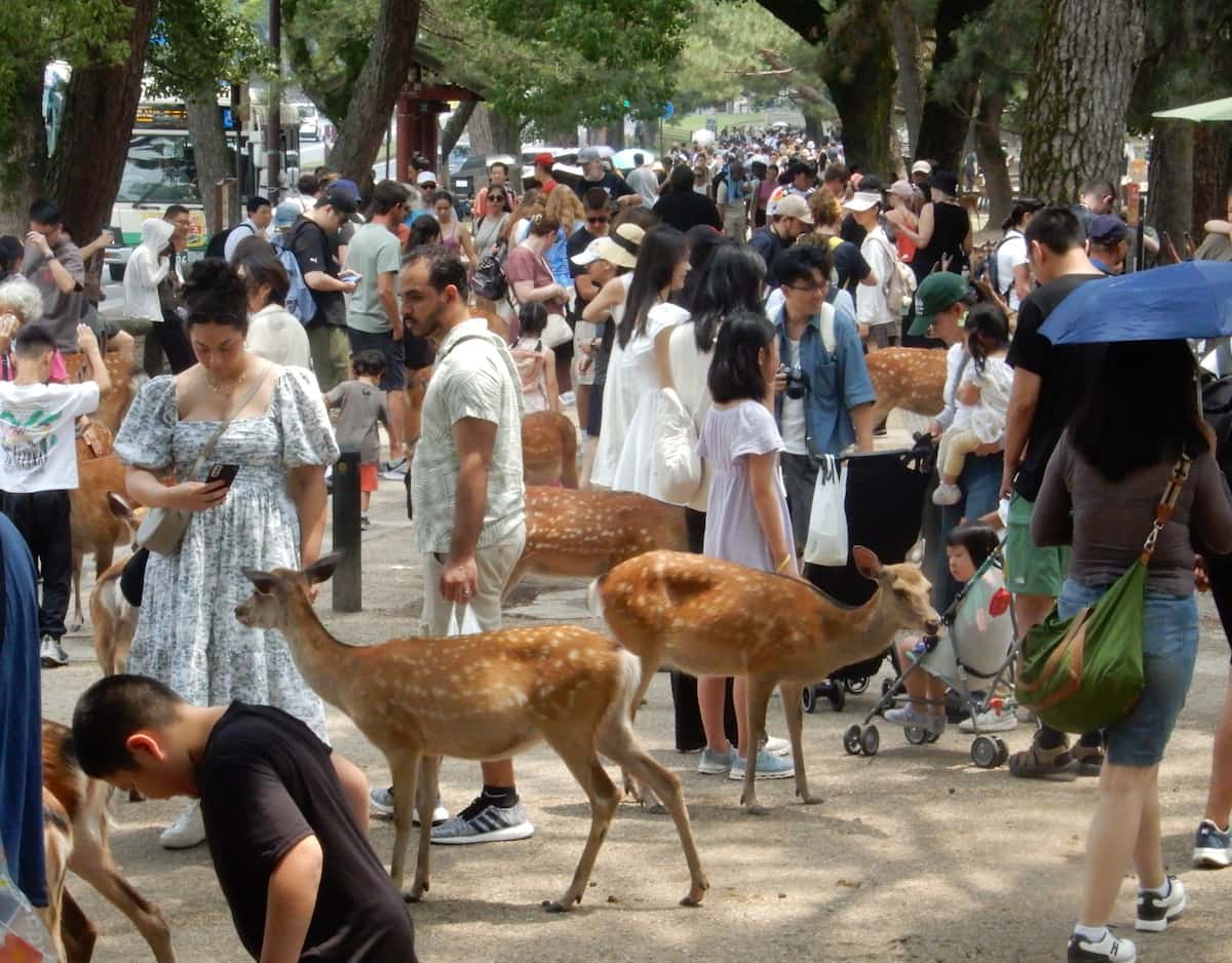 【奈良は日帰り】インバウンド消費額が全国最低「9000円」の奈良　シカに一極集中する古都の課題と解決策